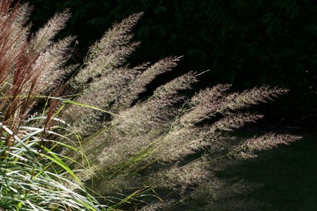 Picture of Calamagrostis brachytricha